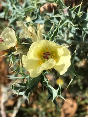 Argemone ochroleuca ochroleuca