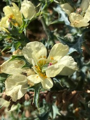 Argemone ochroleuca ochroleuca