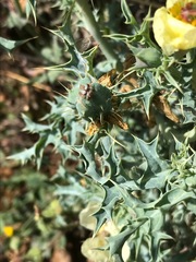 Argemone ochroleuca ochroleuca