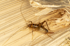 Ceuthophilus brevipes