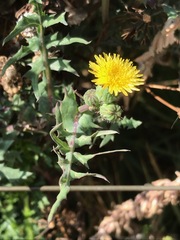 Sonchus oleraceus