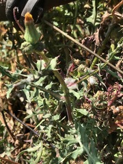 Sonchus oleraceus