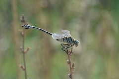 Lindenia tetraphylla