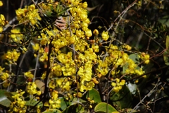 Banisteriopsis anisandra