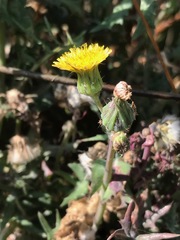 Sonchus oleraceus