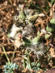 Sonchus oleraceus