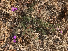 Glandularia aristigera