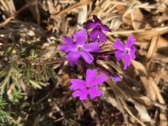 Glandularia aristigera