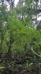 Acer binzayedii