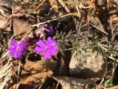 Glandularia aristigera