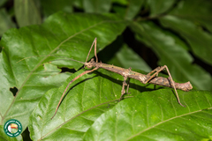 Ceroys perfoliatus
