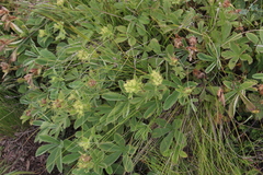 Potentilla brachypetala