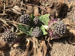 Ledebouria ovatifolia