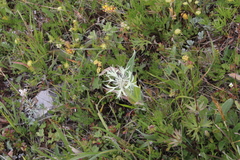 Centaurea cheiranthifolia