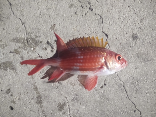 Photo of Squirrelfish (Holocentrus adscensionis)