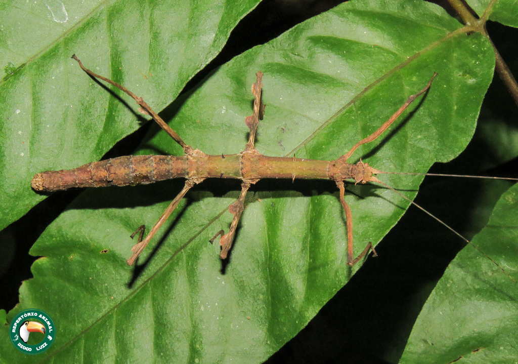 stick insect