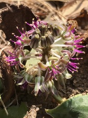 Ledebouria ovatifolia
