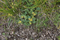 Alchemilla caucasica