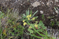 Alchemilla caucasica