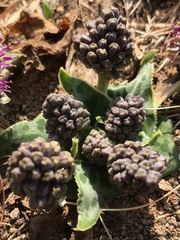 Ledebouria ovatifolia