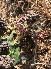 Ledebouria ovatifolia