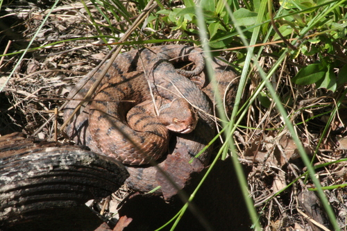 Photo of a Asp Viper (Vipera aspis)