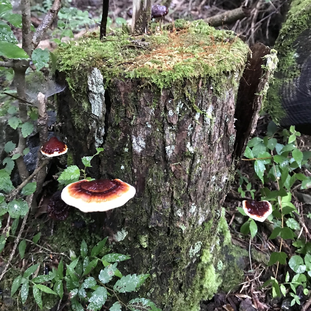 Ganoderma neojaponicum