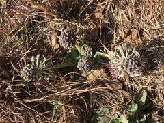 Ledebouria ovatifolia