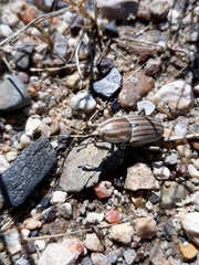 Sphenophorus aequalis
