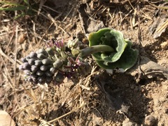 Ledebouria ovatifolia