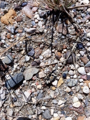 Sphenophorus aequalis