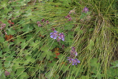 Geranium renardii