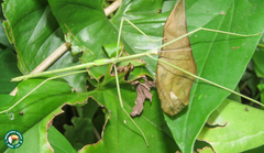 Cladoxerus
