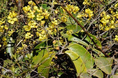 Banisteriopsis anisandra