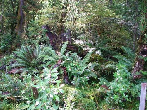Image of Lomariocycas magellanica by (c) Cesar Ormazabal, some rights reserved (CC BY)