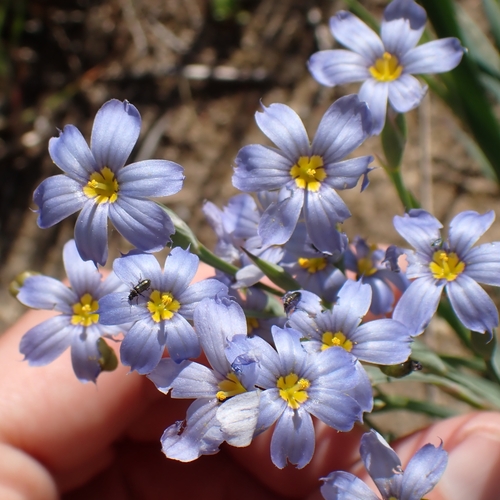 Sisyrinchium bellum
