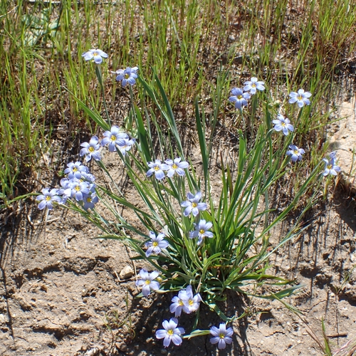 Sisyrinchium bellum