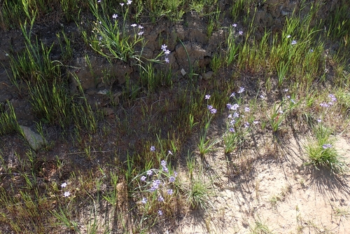 Sisyrinchium bellum