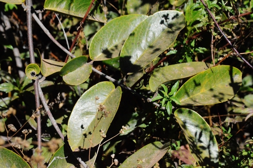 Image of Banisteriopsis Anisandra (Banisteriopsis anisandra) by (c) Douglas, some rights reserved (CC BY)