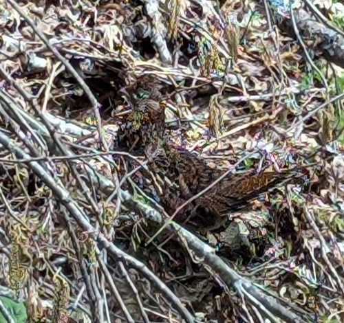 Frog Mountain Trail