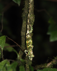 Calumma crypticum