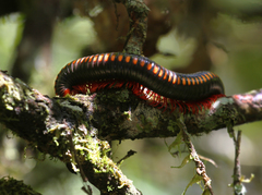 Aphistogoniulus cowani