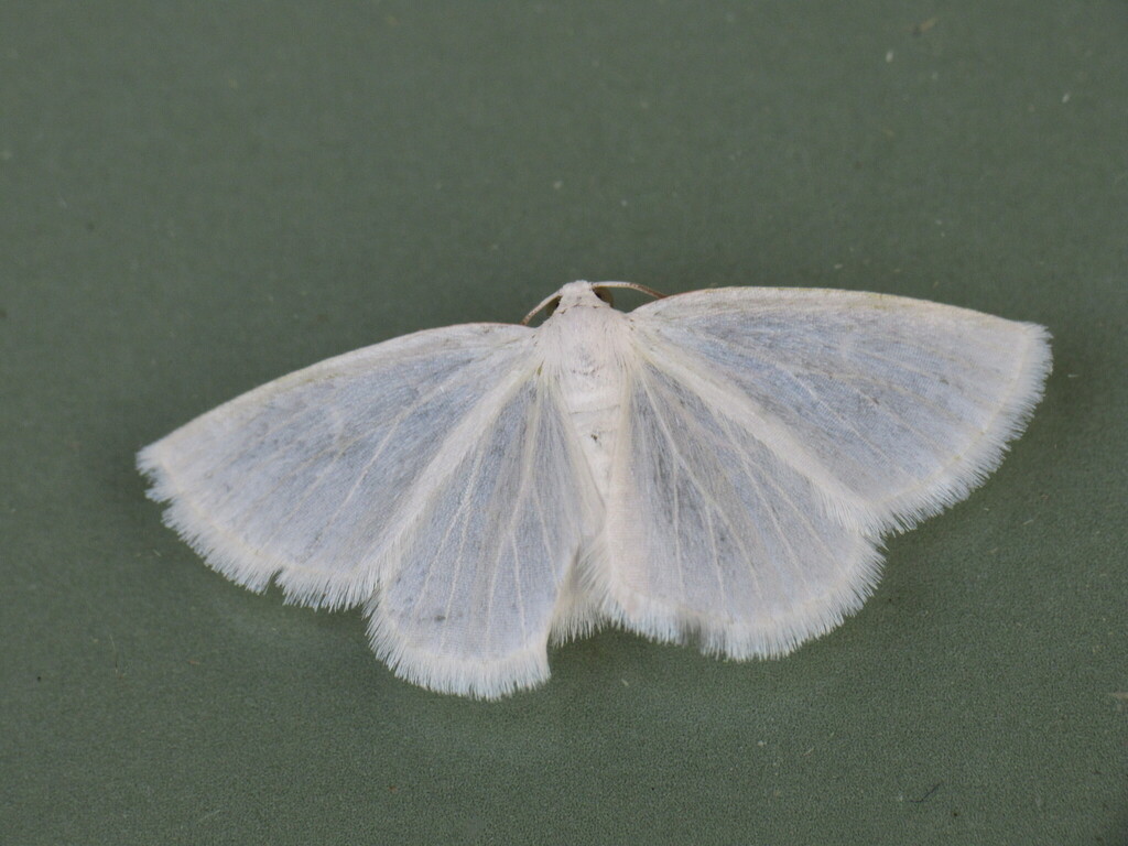 White Spring Moth from Bellbrook, Greene County, OH, USA on April 19 ...