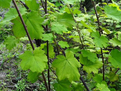 Rubus alceifolius image