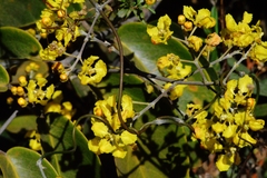 Banisteriopsis anisandra