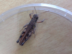 Melanoplus devastator