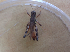 Melanoplus devastator