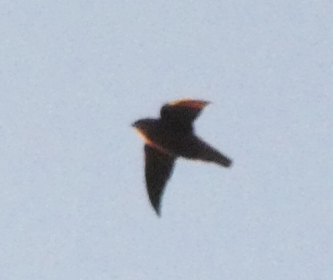 Sick's Swift (Chaetura meridionalis), photo 9