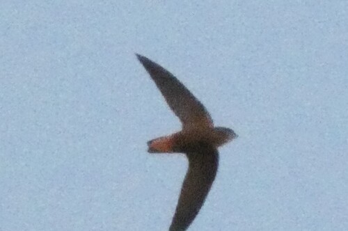 Sick's Swift (Chaetura meridionalis), photo 5