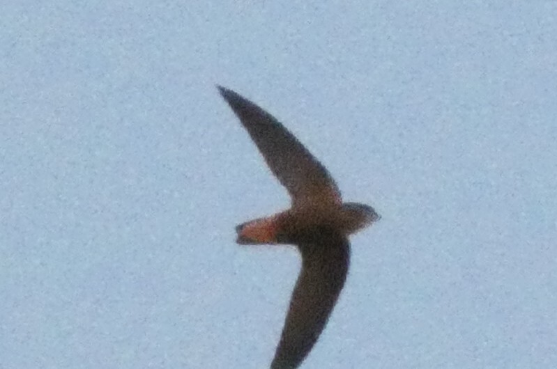 Sick's Swift (Chaetura meridionalis), photo 8
